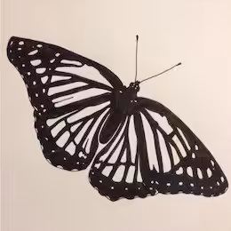 Schmetterling Zeichnung